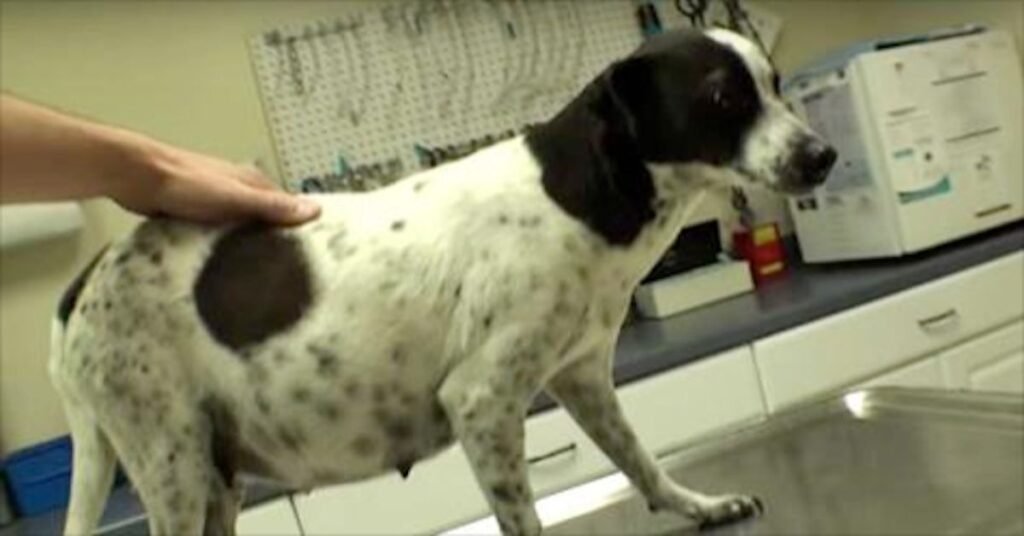 When to See the Vet If Your Dog Smells Like Fish