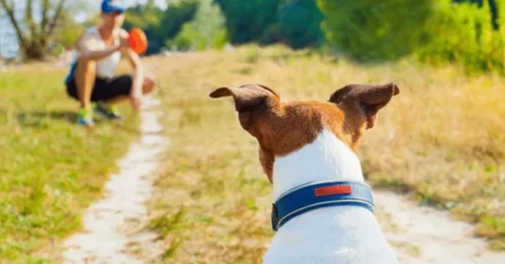 Why my dog like toys 