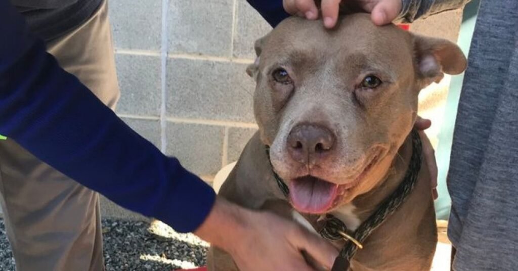 What Makes a Dog Sad and Can Dogs Cry as a Result?