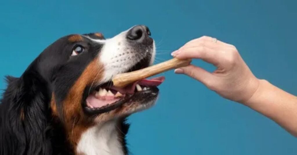 Why Dogs Like Chewing Bones
