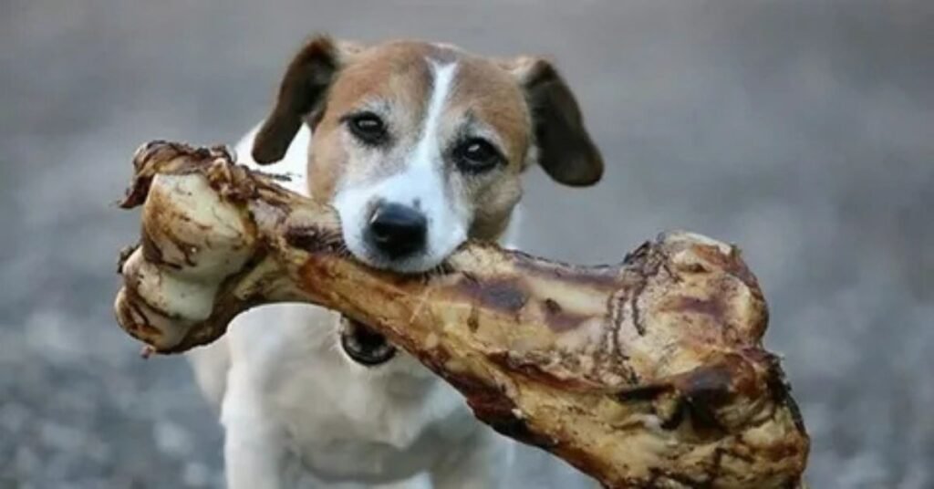 Why Do Dogs Like so much Bones