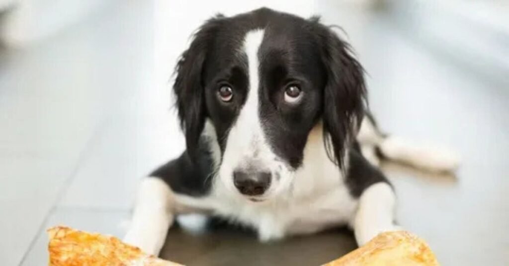 Are bones save for dog 