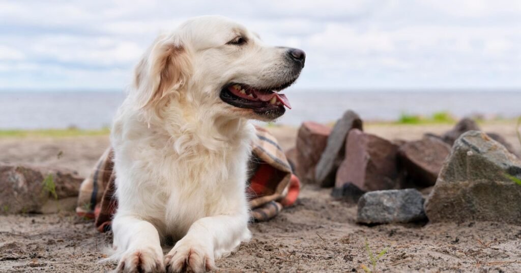 What Is a Golden Mountain Dog?