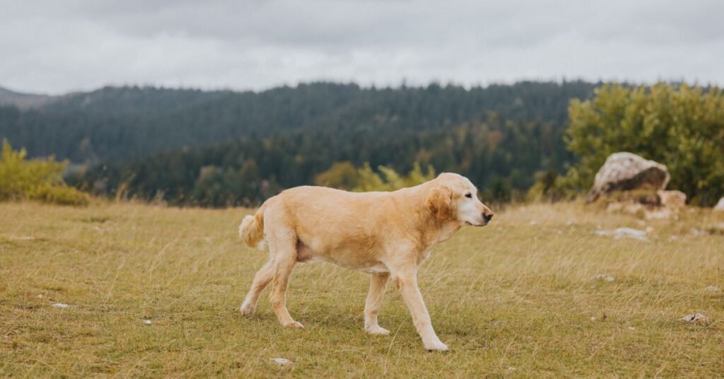 Golden Mountain Dog Lifespan