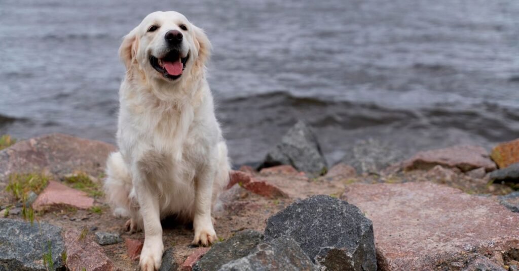 Grooming a Golden Mountain Dog puppy