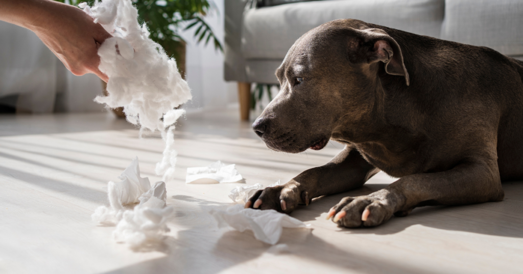 Why Do Dogs Vomit White Foam?