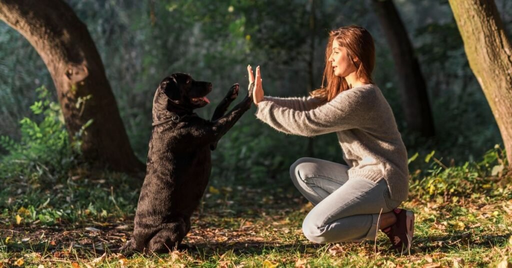 Common Mistake with dog 