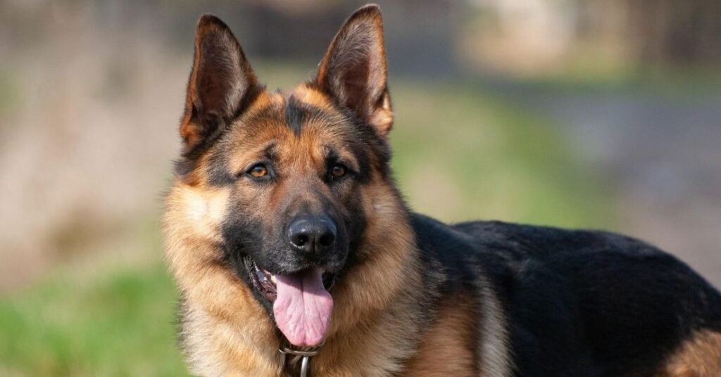 German Shepherd