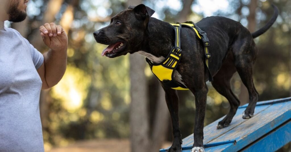 The Canine Ladder of Aggression