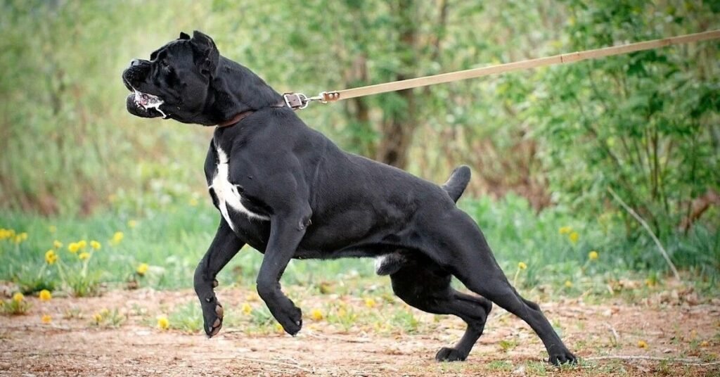 Cane Corso